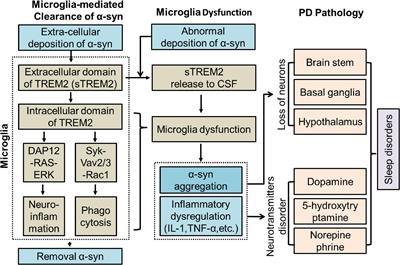 Soluble Triggering Receptor Expressed on Myeloid Cells 2 From Cerebrospinal Fluid in Sleep Disorders Related to Parkinson’s Disease